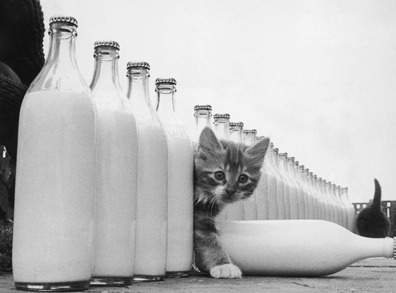 Kitten Kitten